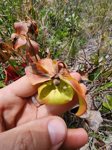 Sarracenia × naczii, photograph 3