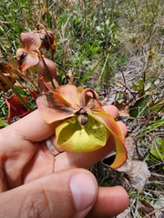 Sarracenia × naczii, photograph Scott Allen Davis, CC BY, iNaturalist via GBIF