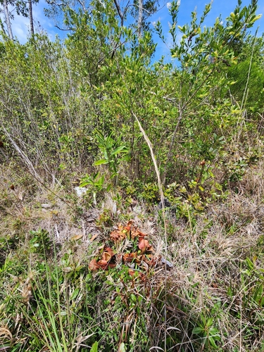 Sarracenia × naczii, photograph 4