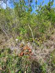 Sarracenia × naczii, photograph Scott Allen Davis, CC BY, iNaturalist via GBIF