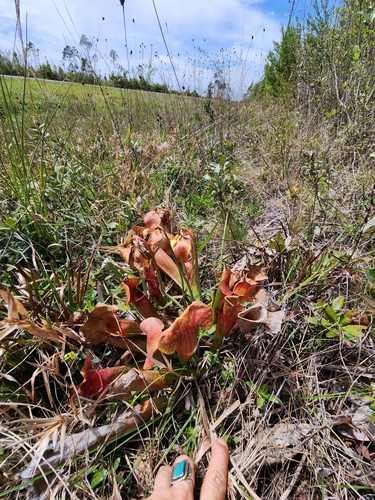 Sarracenia × naczii, photograph 5