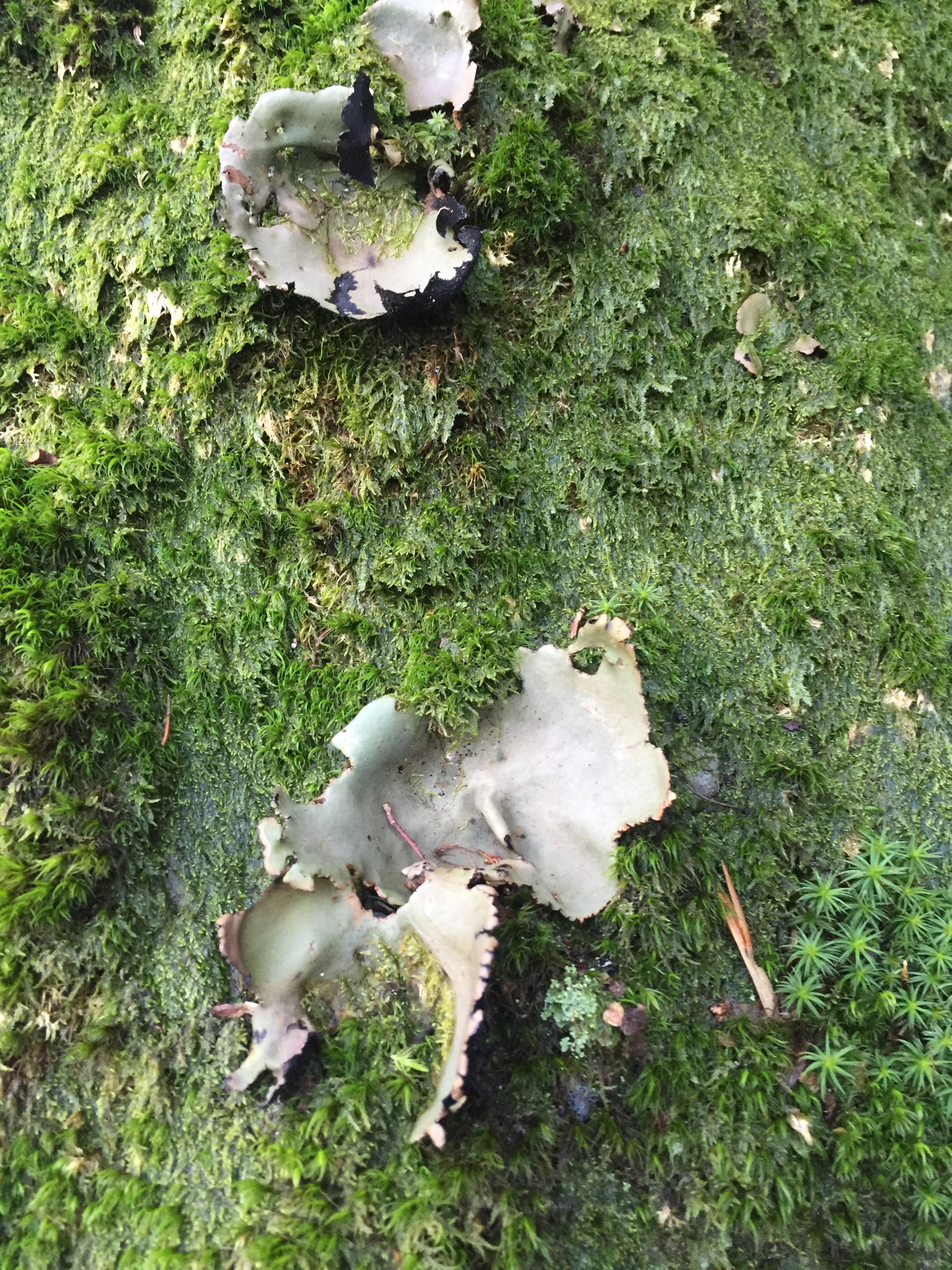 Umbilicaria image