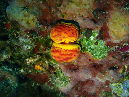 Paraminabea acronocephala