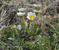 Erigeron radicatus