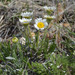 Taprooted Fleabane - Photo (c) whitemud, some rights reserved (CC BY-NC), uploaded by whitemud