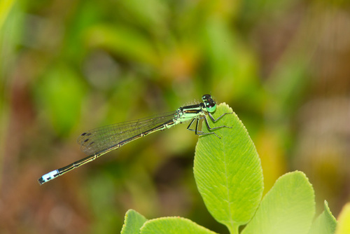 Eastern Forktail, photo 2 of 9