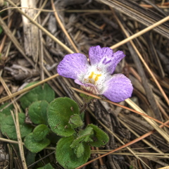 Diclis rotundifolia