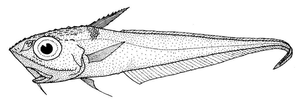 Ridge Scaled Rattail