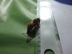 Apis mellifera