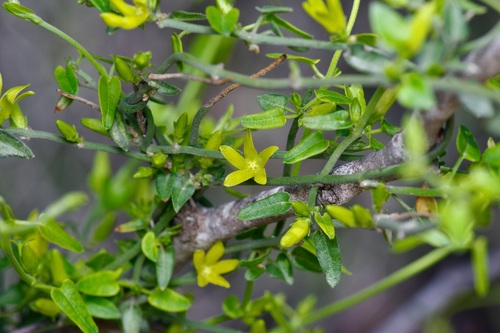 Image of Matelea sagittifolia by (c) Michelle W. （鍾偉瑋）, some rights reserved (CC BY)