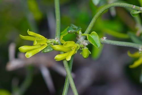 Image of Matelea sagittifolia by (c) Michelle W. （鍾偉瑋）, some rights reserved (CC BY)