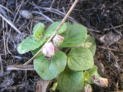 Diclis rotundifolia