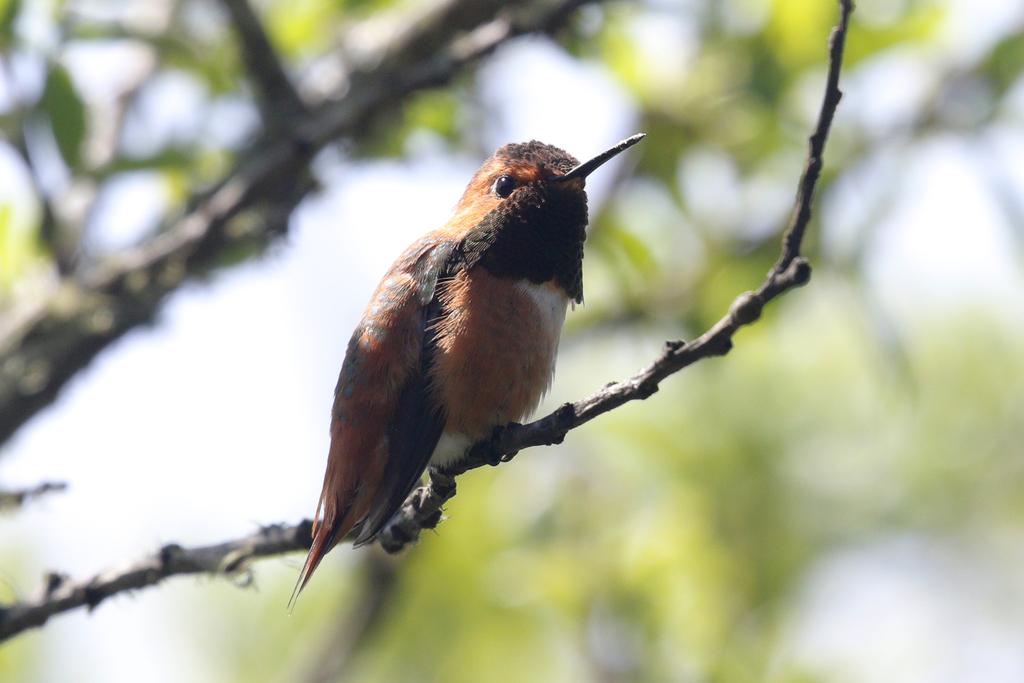 Rufous × Allen's Hummingbird