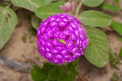 Pink sand verbena (Abronia ameliae)