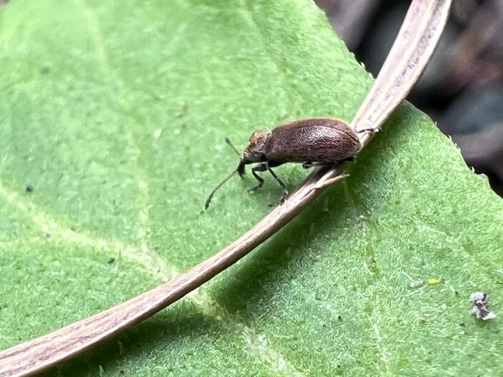 Cimberis decipiens