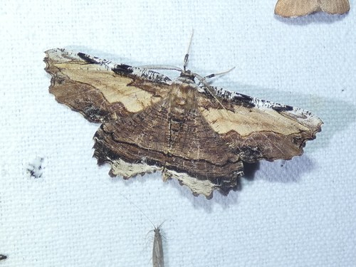 Lytrosis sinuosa photo 3