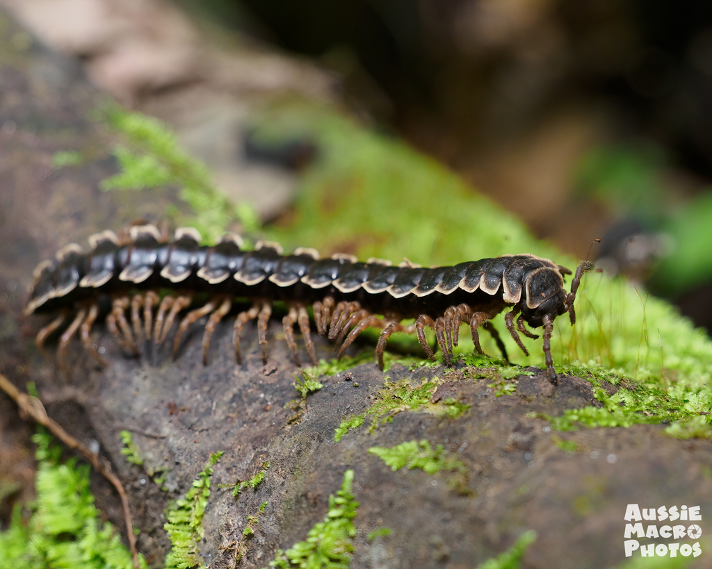 Platyrhacini