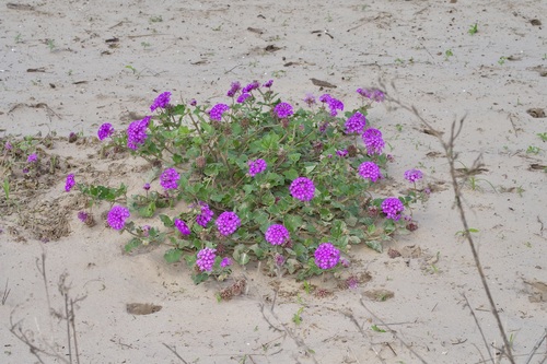 Image of Abronia ameliae by (c) Michelle W. （鍾偉瑋）, some rights reserved (CC BY)