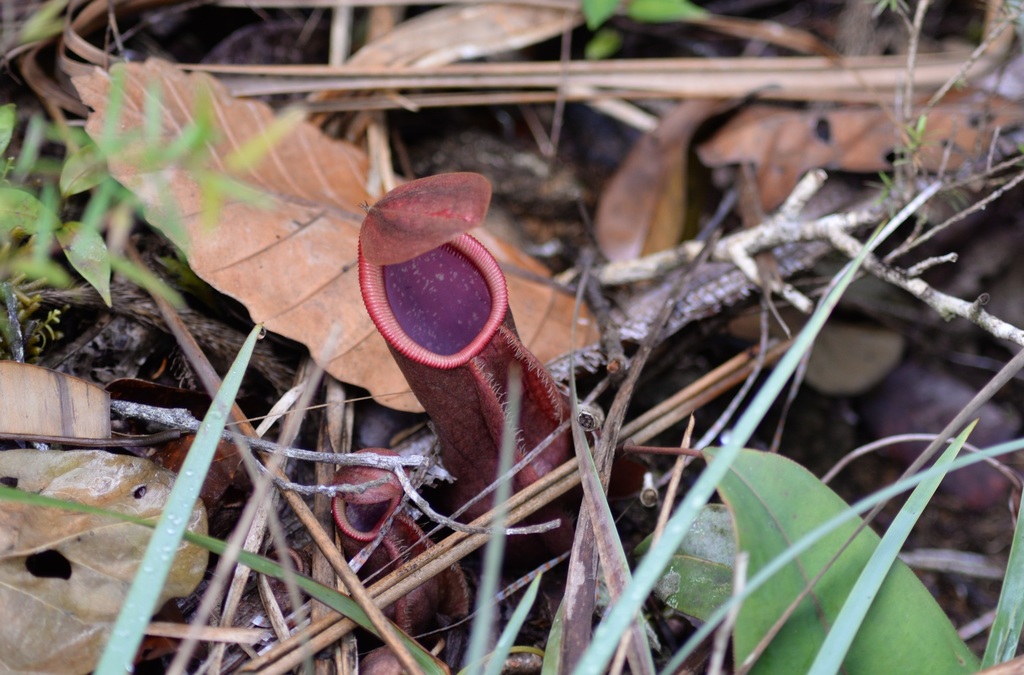 Nepenthes weda Cheek & Jebb