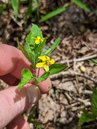 Image of Viola tripartita by (c) Sam Taylor, some rights reserved (CC BY)