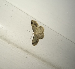 Idaea trigeminata