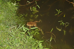 Rhinella marina