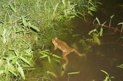 Rhinella marina