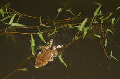 Rhinella marina