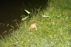 Rhinella marina