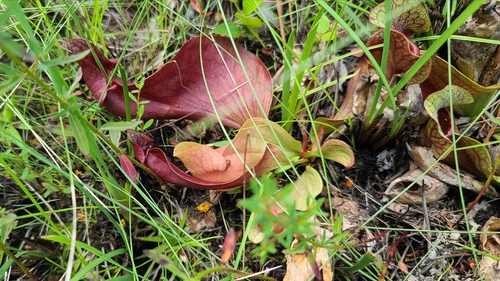 Sarracenia X courtii