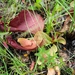 Court's Pitcher Plant - Photo (c) Michael Ingram, some rights reserved (CC BY-NC), uploaded by Michael Ingram