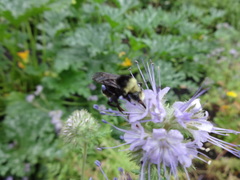 Bombus