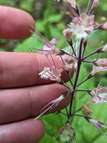 Image of Collinsonia verticillata by (c) Sam Taylor, some rights reserved (CC BY)