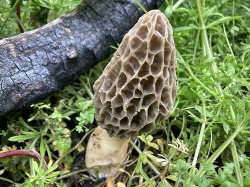 Morel (Northeast)