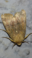 Agrochola pistacinoides