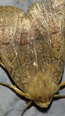 Agrochola pistacinoides