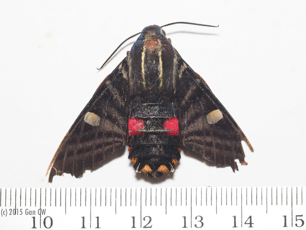 Hayesiana
