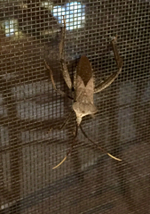 Acanthocephala alata