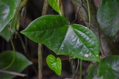 Passiflora megacoriacea image