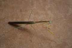 Tenodera blanchardi