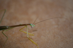Tenodera blanchardi
