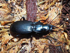 Plocamostethus planiusculus