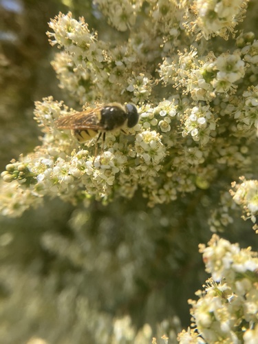 Stratiomys maculosa photo 3