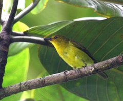 Chrysothlypis chrysomelas