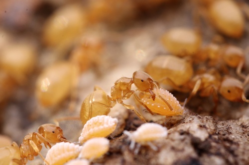 New World Fuzzy Ant