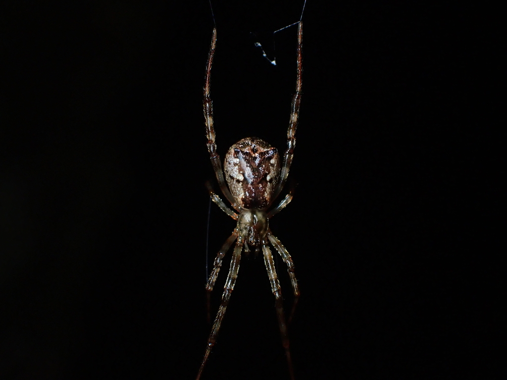 Squareended Cobweb Spiders from Taupo District, Waikato, New Zealand