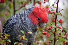 Gang-Gang Cockatoo photo 3