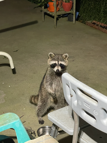 Common Raccoon photographed in Mississippi