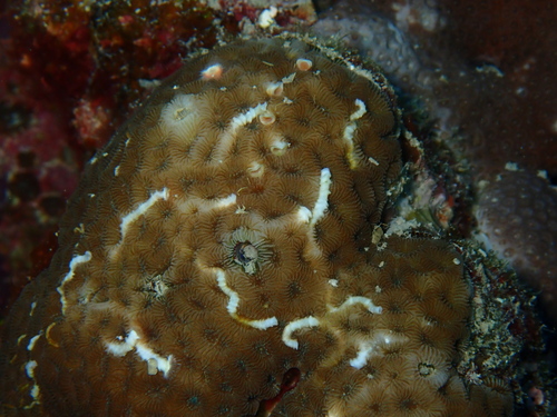 Floriprotis sabiuraensis observed 2023-03-28
