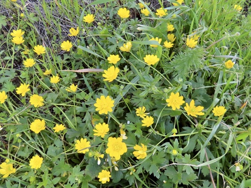 Ranunculus californicus Benth.
